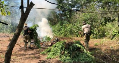 PF destrói 7 mil pés de maconha em áreas indígenas no MA