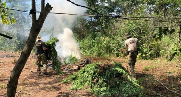PF destrói 7 mil pés de maconha em áreas indígenas no MA