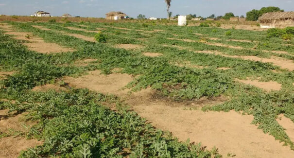 Conflitos no campo foram recorde em 2023, mas área em disputa diminuiu