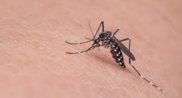 Casos de dengue no Brasil em 2024 quase dobram em relação ao ano anterior