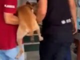 Polícia busca suspeito por cortar testículos de cachorro no interior do Maranhão