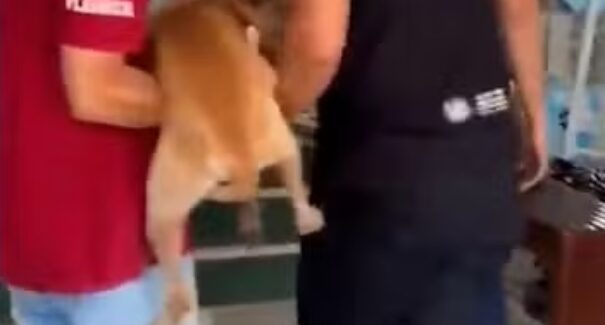 Polícia busca suspeito por cortar testículos de cachorro no interior do Maranhão
