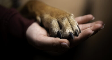 Justiça condena homem que matou por causa de cachorro em Açailândia