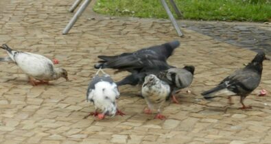 Município de São Luís terá que controlar a quantidade de pombos na área urbana