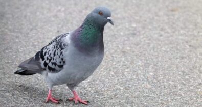 Pombos em centros urbanos: quais riscos à saúde as aves podem apresentar?