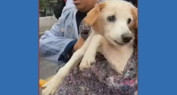 Vídeo de cachorro “nadando” no ar viraliza após resgate das enchentes no Rio Grande do Sul