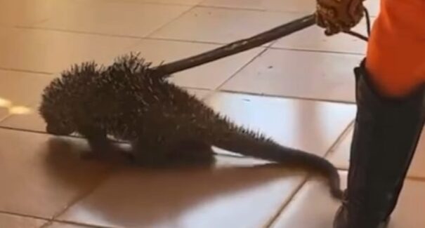 Ouriço-cacheiro é encontrado em telhado de escola no Maranhão