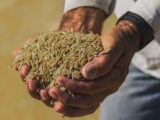 Governo deve baixar preço do arroz, quilo será de R$ 4
