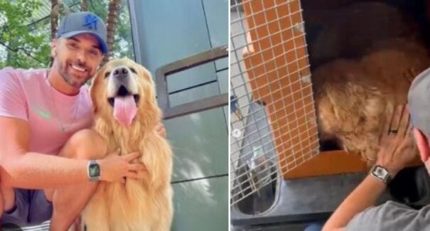 Câmara aprova projeto de Duarte Jr. que garante transporte de animais domésticos nas cabines de aviões