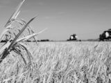 Governo adia leilão de arroz importado em meio à especulação de preços do Mercosul