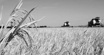 Com plantações alagadas, Brasil vai importar arroz para evitar alta