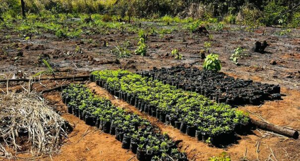 Operação policial erradica mais de 7 mil pés de maconha em terras indígenas no MA