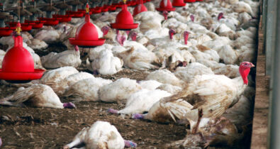 Brasil registrou 166 focos de gripe aviária entre 2022 e 2024
