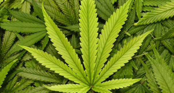 Defensoria Pública pede suspensão de processos por porte de maconha em Itapecuru-Mirim