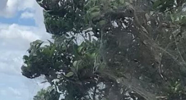 Aranhas invadem região da Lagoa da Jansen