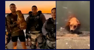 Vídeo: cachorro cai na água e é resgatado na Beira-Mar, em São Luís