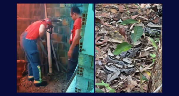 Vídeo: jiboia de 1,60m é capturada por bombeiros na Vila industrial, em São Luís