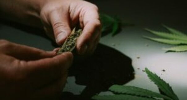 Autoridades alertam sobre uso da maconha