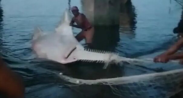 Ameaçado de extinção, peixe-serra é encontrado por pescadores em São Luís