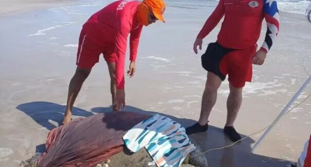 Tartaruga-verde é resgatada no Parque Nacional dos Lençóis Maranhenses