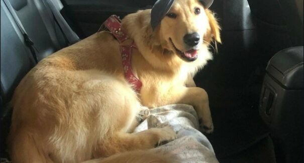 Cadela morre durante transporte terrestre de São Luís a São Paulo