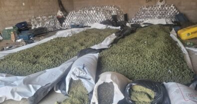 PF apreende mais de 600 toneladas de maconha no Maranhão, Pernambuco, Bahia e Pará