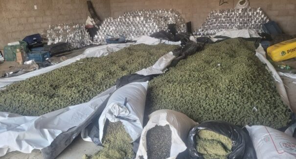 PF apreende mais de 600 toneladas de maconha no Maranhão, Pernambuco, Bahia e Pará