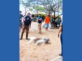 Icrim confirma que restos mortais encontrados no Terminal da Praia Grande são de origem animal