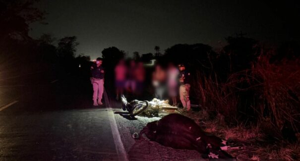Motociclista morre após colidir com bovino solto na BR-010