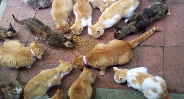 “Síndrome de Noé”: Prefeitura de São Luís deverá solucionar casos de acúmulo de animais domésticos