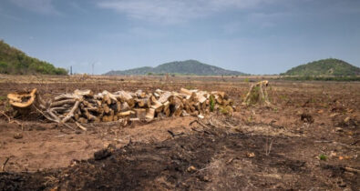 Maranhão registra queda significativa no desmatamento da Amazônia e do Cerrado