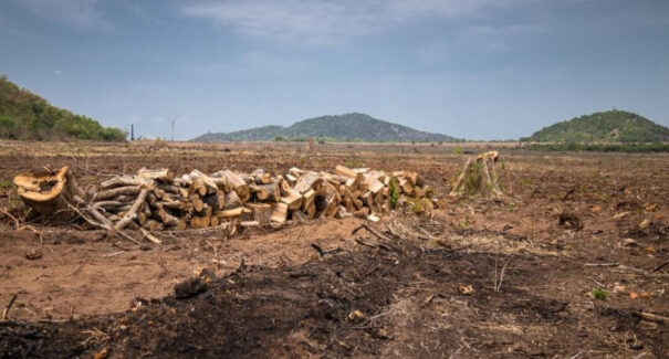 Maranhão registra queda significativa no desmatamento da Amazônia e do Cerrado