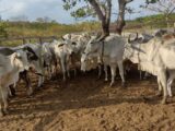 Polícia Civil recupera 12 cabeças de gado que foram furtadas de fazenda