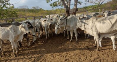 Polícia Civil recupera 12 cabeças de gado que foram furtadas de fazenda