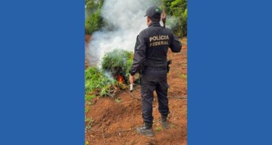 Duas pessoas são presas durante operação de combate ao plantio de maconha em Grajaú