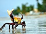 Período de defeso do caranguejo-uçá inicia no Maranhão e em mais 10 estados