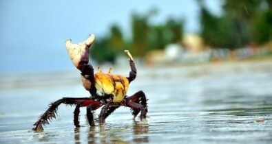 Período de defeso do caranguejo-uçá inicia no Maranhão e em mais 10 estados