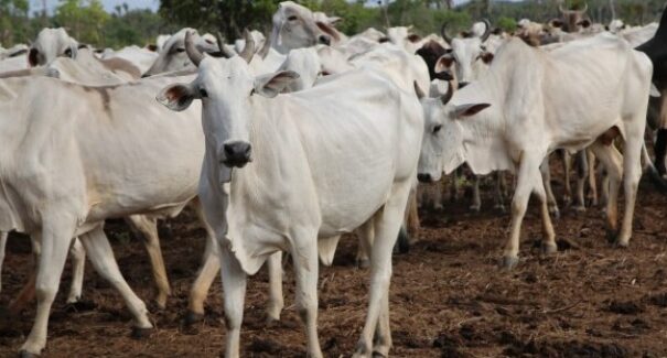 Maranhão se destaca na produção agropecuária e ultrapassa 10 milhões de cabeças do rebanho bovino