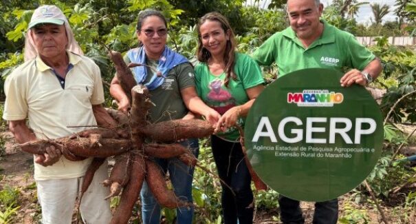 Agerp acompanha colheita de macaxeira e reforça apoio à agricultura familiar em São José de Ribamar