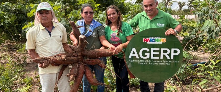 Agerp acompanha colheita de macaxeira e reforça apoio à agricultura familiar em São José de Ribamar