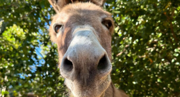 Burro Perry, inspiração do personagem de Shrek morre aos 30 anos