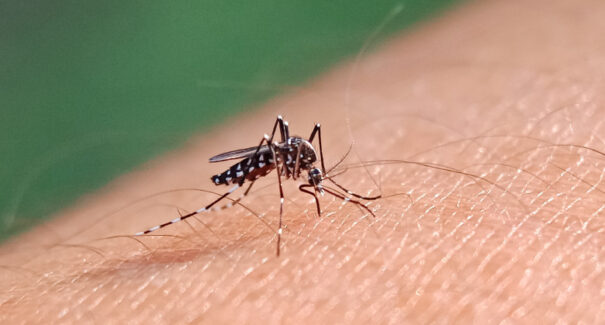 Maranhão: vacinação contra a dengue começa para profissionais da Atenção Primária no SUS