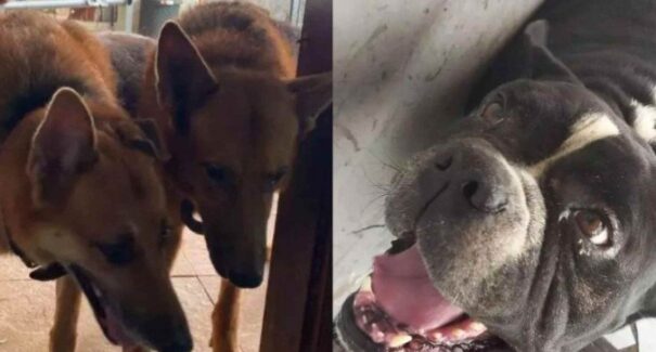 Casal de tutores gasta R$10 mil para transportar seus cachorros e eles morrem no meio da viagem