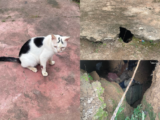 Homem mata seis gatos para fazer rituais e é preso no Amazonas