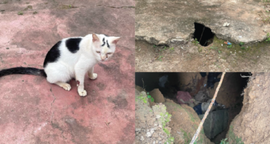 Homem mata seis gatos para fazer rituais e é preso no Amazonas