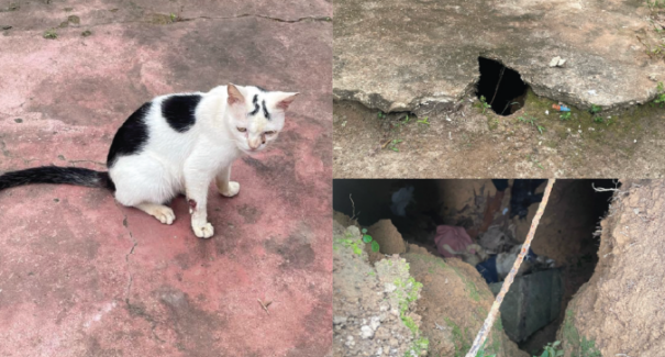 Homem mata seis gatos para fazer rituais e é preso no Amazonas