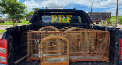 PRF resgata 16 aves silvestres em ações de combate aos crimes ambientais