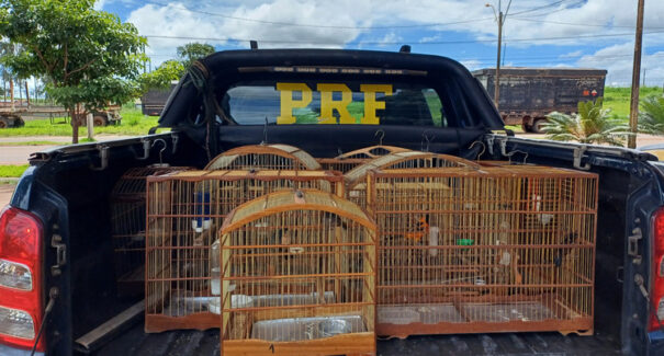 PRF resgata 16 aves silvestres em ações de combate aos crimes ambientais