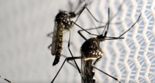 Registros de dengue no Brasil caem 60% nas primeiras semanas de 2025