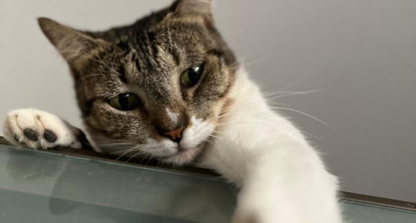 Dia do Gato: O felino que há milhares de anos caminha com a humanidade